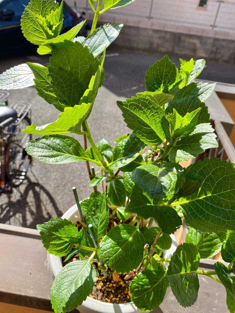 🎥 2019〜20年 紫陽花 きらきら星｜🍀GreenSnap（グリーンスナップ）