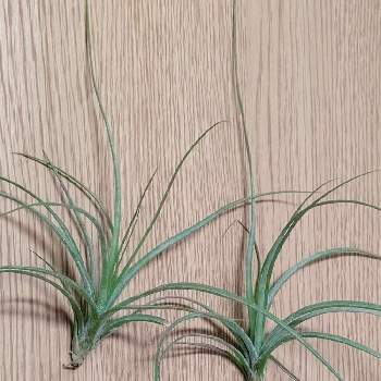 チランジア ムーンライトの投稿画像一覧 Greensnap グリーンスナップ