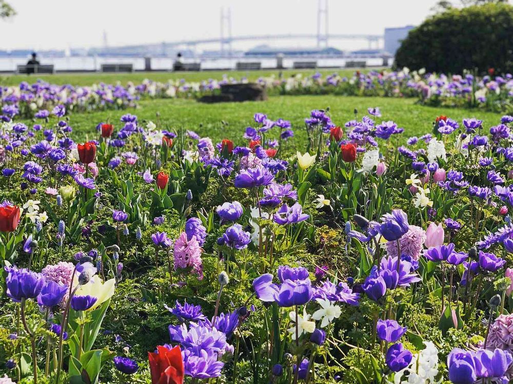 【公式】ガーデンネックレス横浜さんの山下公園への投稿