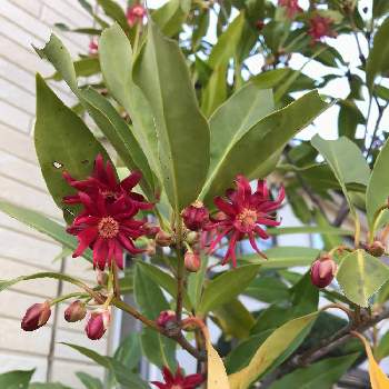 イリシウムの投稿画像一覧 Greensnap グリーンスナップ