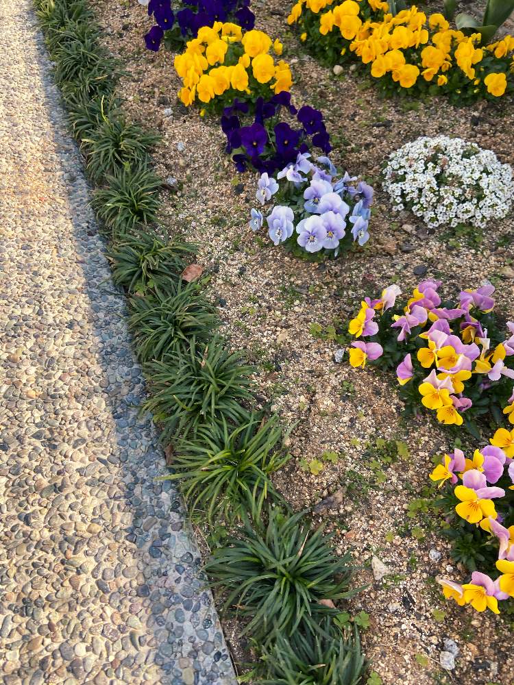 リュウノヒゲの投稿画像 By Fumofumoさん 我が家の花壇とまだまだ初心者と玄関先アプローチ 月3月25日 Greensnap グリーンスナップ