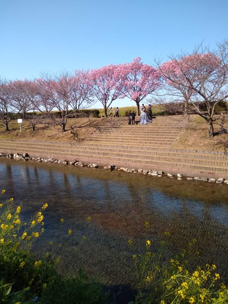 陽光桜の投稿画像 By 合歓の木さん 砥部町と愛媛県と赤坂泉公園と陽光 桜と花のある暮らし 月3月 25日 Greensnap グリーンスナップ