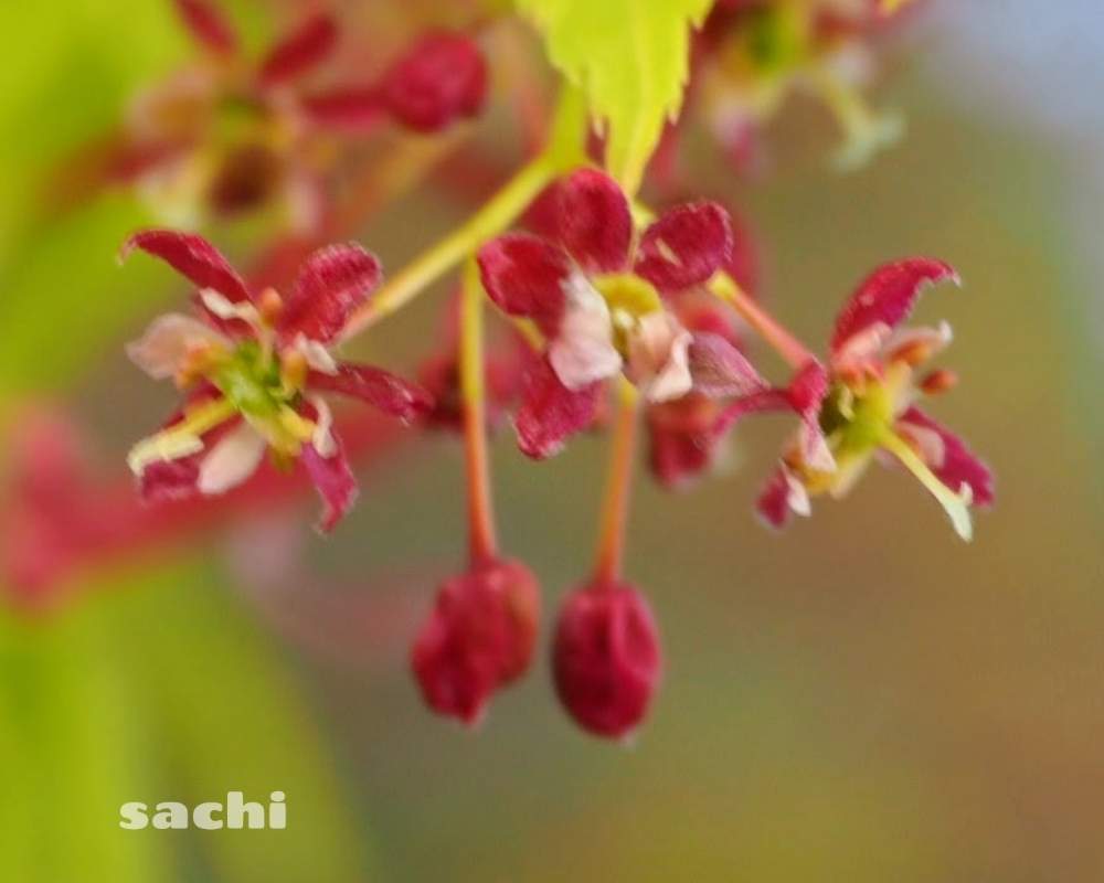 モミジの花の投稿画像 By Sachiさん 負けないで と樹木の花とコロナに負けるな と今日の花便りと花のある暮らしと寄り道 月3月25日 Greensnap グリーンスナップ