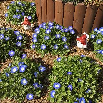 宿敵！雑草の画像 by hanahiroさん | 小さな庭とみんなの応援ありがとうとにわと ネモフィラと宿敵！雑草と花のある暮らしとブルーの花とお花畑作成中とブルーの花大好きです