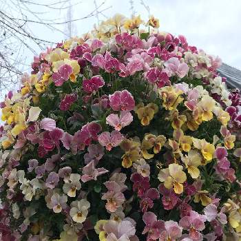 球体の画像 by tomoさん | お出かけ先とムラサキの花と逆さまとビオラ・パンジーとピンクの花と寄せ植えと球体