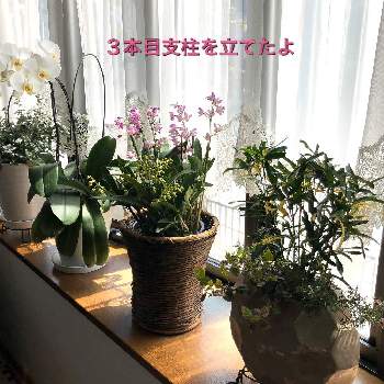 出窓の植物達の投稿画像一覧 Greensnap グリーンスナップ