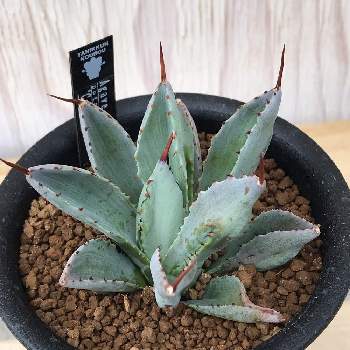 キモかっこいいの投稿画像一覧 Greensnap グリーンスナップ