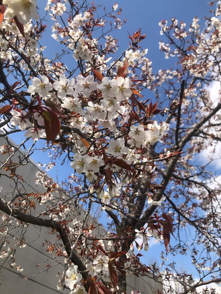 お出かけ先の画像 by うさぴょんさん | お出かけ先と桜 さくらと花のある暮らしと仕事場にてと見つけた♫と2020桜フォトコン