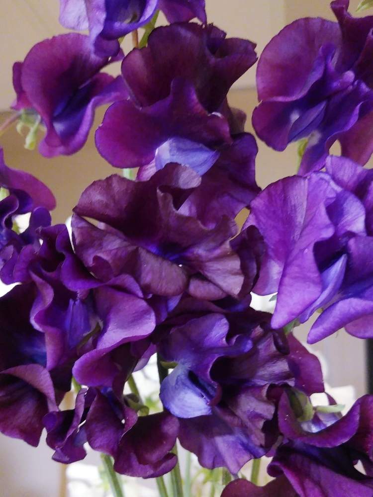 スイトピー 紫 の投稿画像 By ゆこ さん 花のある暮らしと大人可愛い と今日も笑顔の1日を と素敵な花言葉と青い花マニア 月3月25日 Greensnap グリーンスナップ