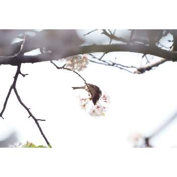 サクラと野鳥の画像 by 我楽多さん | お出かけ先とサクラと野鳥とお散歩と引地川とスズメ*とNIKON D500