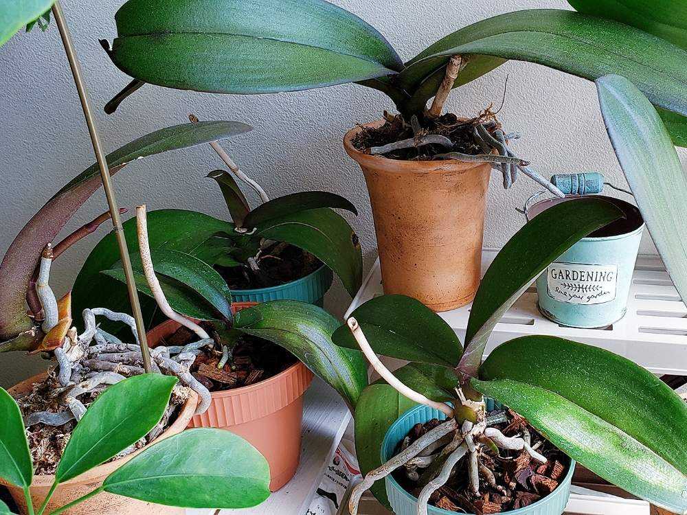 胡蝶蘭 奮闘記 19年春 年春 Greensnap グリーンスナップ