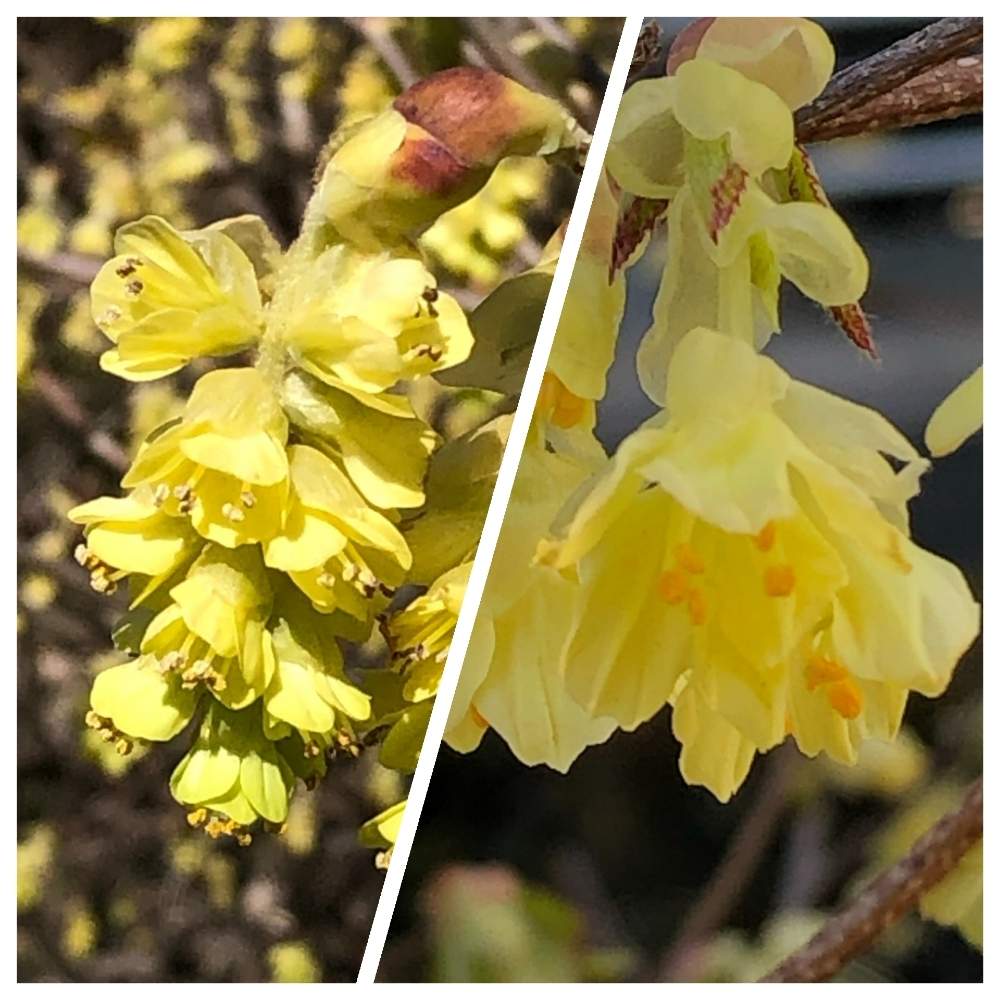 トサミズキの投稿画像 By すみさん ヒュウガミズキ 月3月26日 Greensnap グリーンスナップ