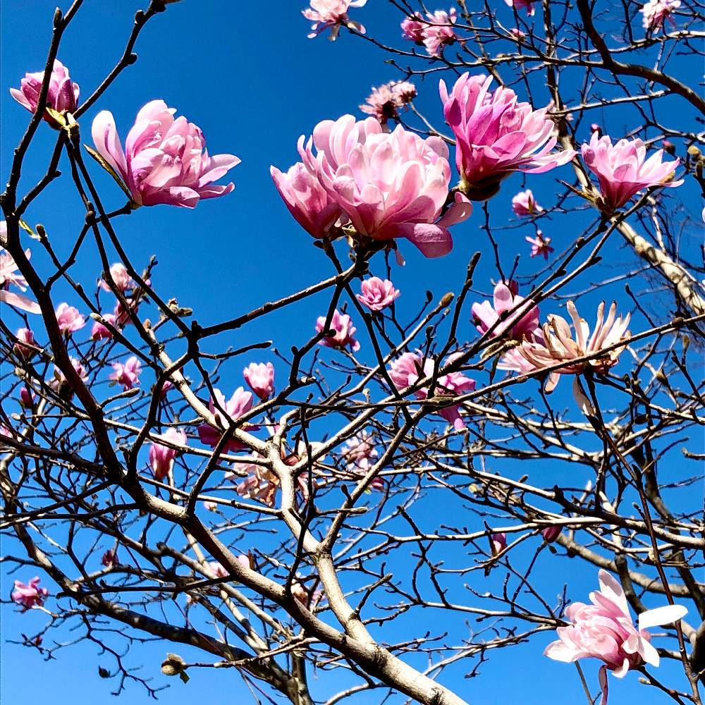木蓮の花の投稿画像 By あんずさん 癒しと花のある暮らしとピンク ピンク 月3月26日 Greensnap グリーンスナップ