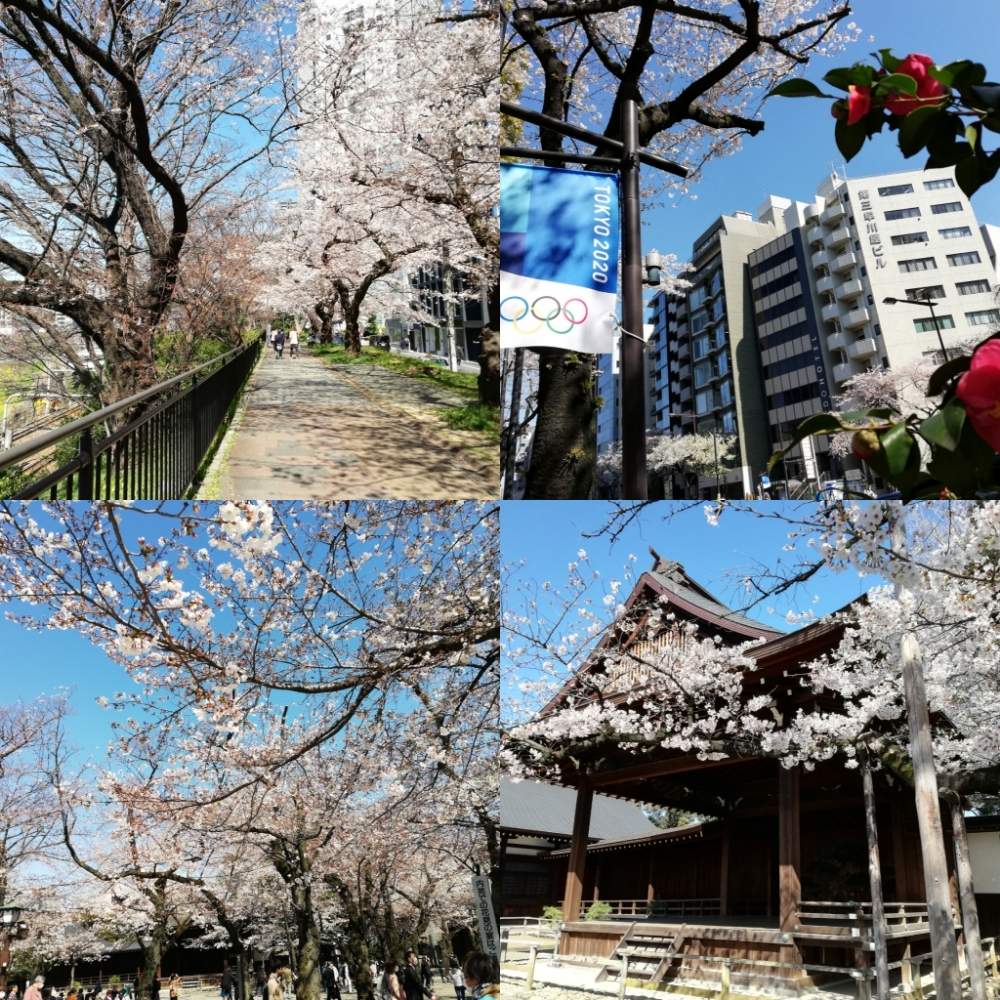 東京都の投稿画像 By 海の月さん 靖国神社とさんぽ と花見と市ヶ谷と千代田区と桜フォトコン 月3月26日 Greensnap グリーンスナップ