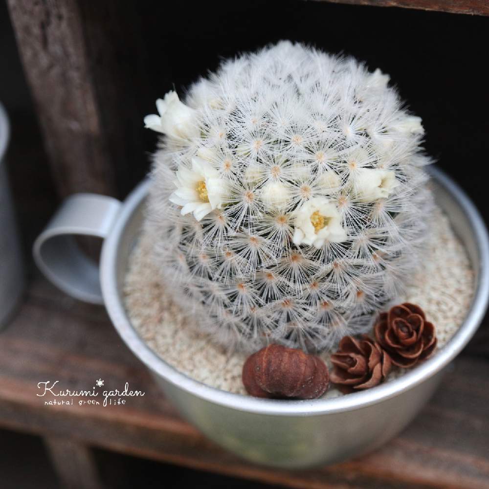 カルメナエの投稿画像 By くるみ さん サボテン マミラリアとマミラリア カルメナエとプッカポッドとサボテンの花開花と可愛いサボテンと美味しそう と サボテン科とサボテン女子とサボテン とkurumi Gardenとサボテン とcoming Soonと多肉植物のすてきアレンジと