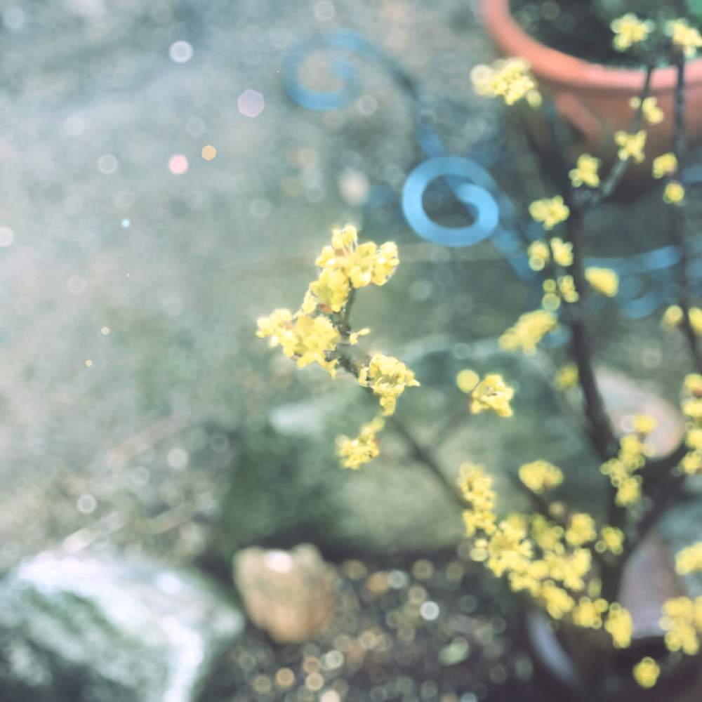 サンシュユ 山茱萸 の投稿画像 By キノハさん 花のある暮らしと相談 月3月26日 Greensnap グリーンスナップ