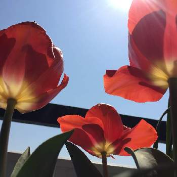 ãƒ€ã‚¤ã‚½ãƒ¼ç§‹æ¤ãˆçƒæ ¹ã®æŠ•ç¨¿ç