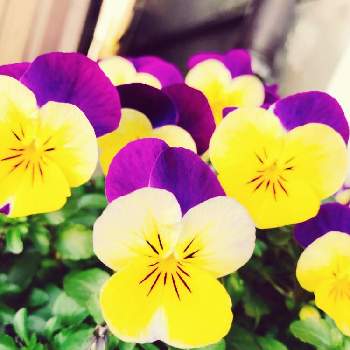 目が覚めるような色の投稿画像一覧 Greensnap グリーンスナップ