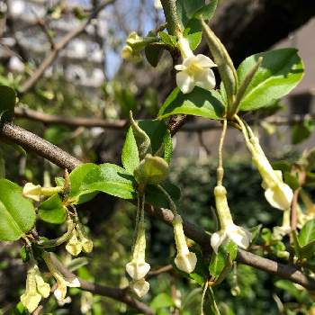 ビックリグミの花の投稿画像一覧 Greensnap グリーンスナップ