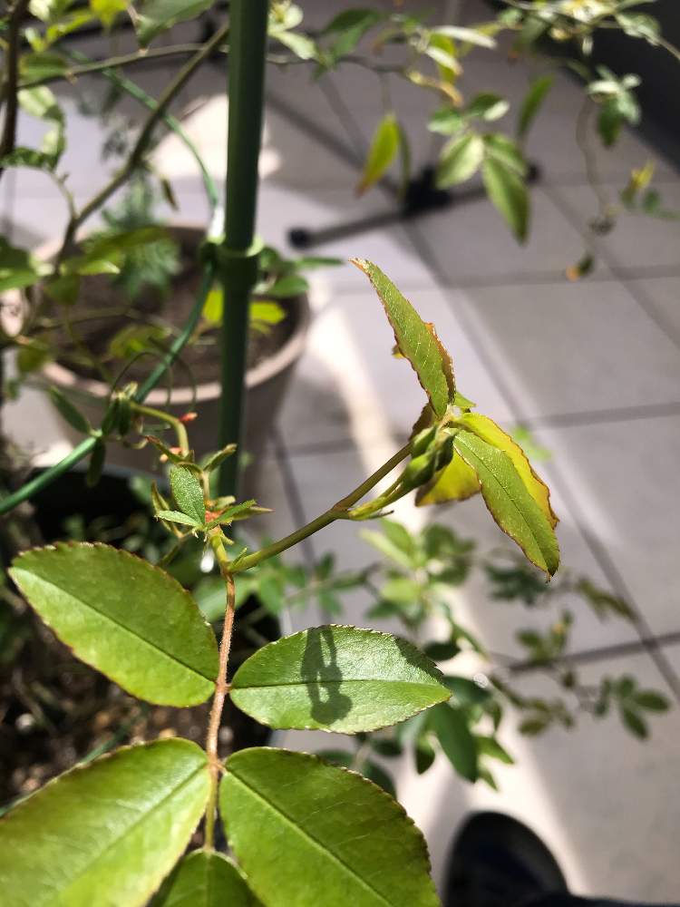 黄モッコウバラの投稿画像 By Ema Mamaさん 花芽とグリーンのある暮らしとインテリアと植物と鉢植えと花のある暮らしとグリーン 月3月26日 Greensnap グリーンスナップ