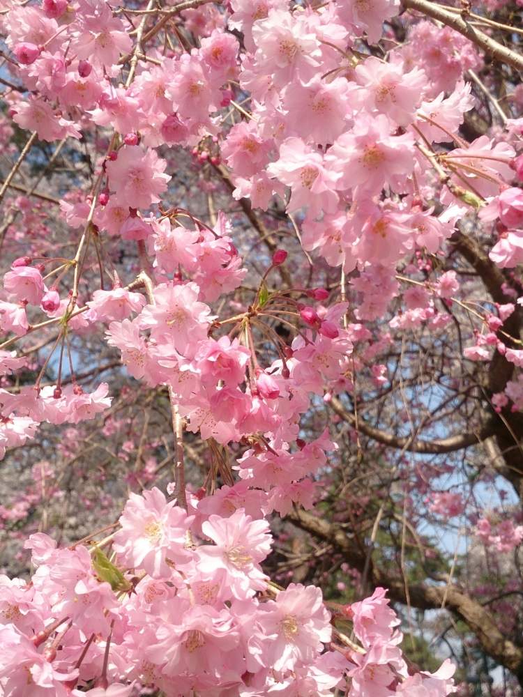 八重紅しだれ桜の投稿画像 By すみれさん 植物のある暮らしと素敵な色としだれ桜 と花のある暮らしとgreen Loveと桜フォトコンと八重桜満開と八重桜 月3月26日 Greensnap グリーンスナップ