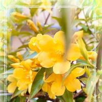カロライナジャスミン,黄色お花大好き協会,癒される♡,素敵な花,すてき…♡の画像