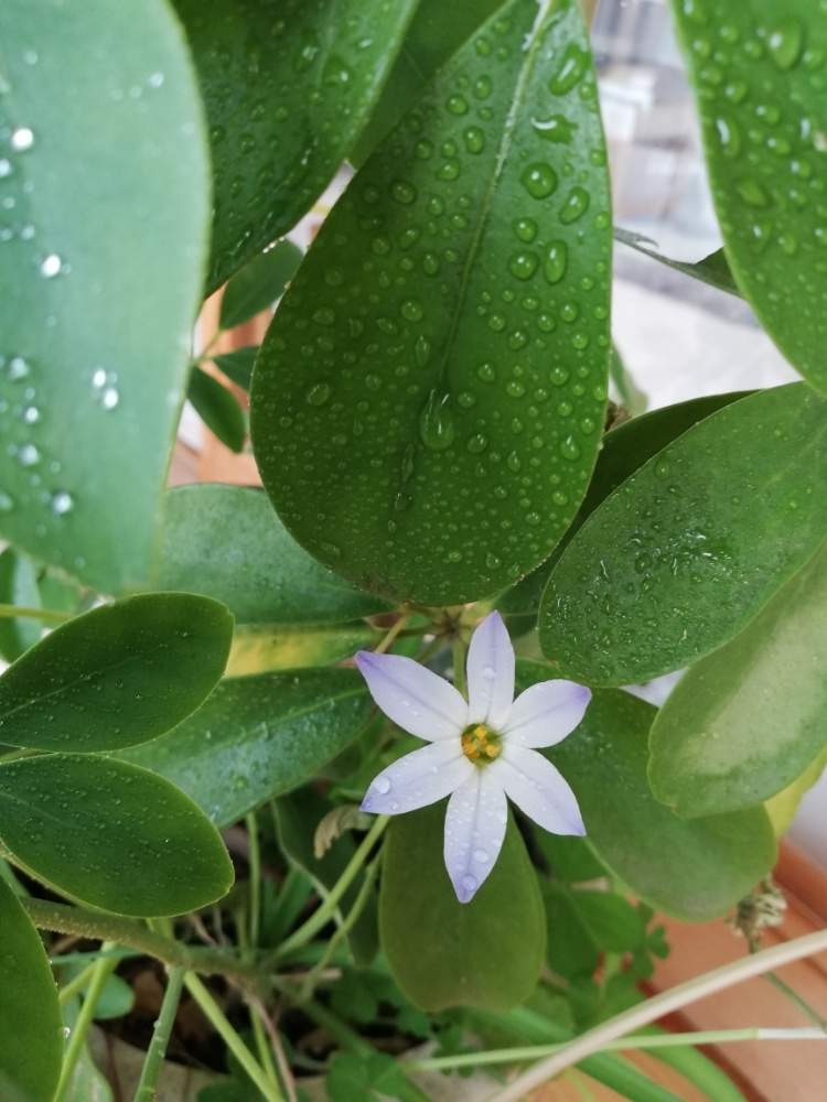 ハナニラの投稿画像 By 七さん シェフレラと花のある暮らしとひなたぼっこと植物初心者と初心者というか無知 月3月26日 Greensnap グリーンスナップ