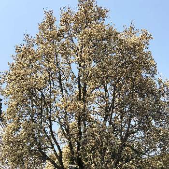 #春の花の画像 by Chloéさん | お出かけ先とハクモクレンと開花と#春の花とモクレンの花とはるとモクレンの木