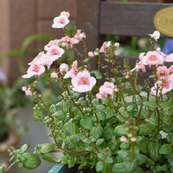 可愛すぎての画像 by ベティさん | 小さな庭とディアシア ダーラと花のある暮らしとピンクのお花と可愛すぎてとキレイだな♡