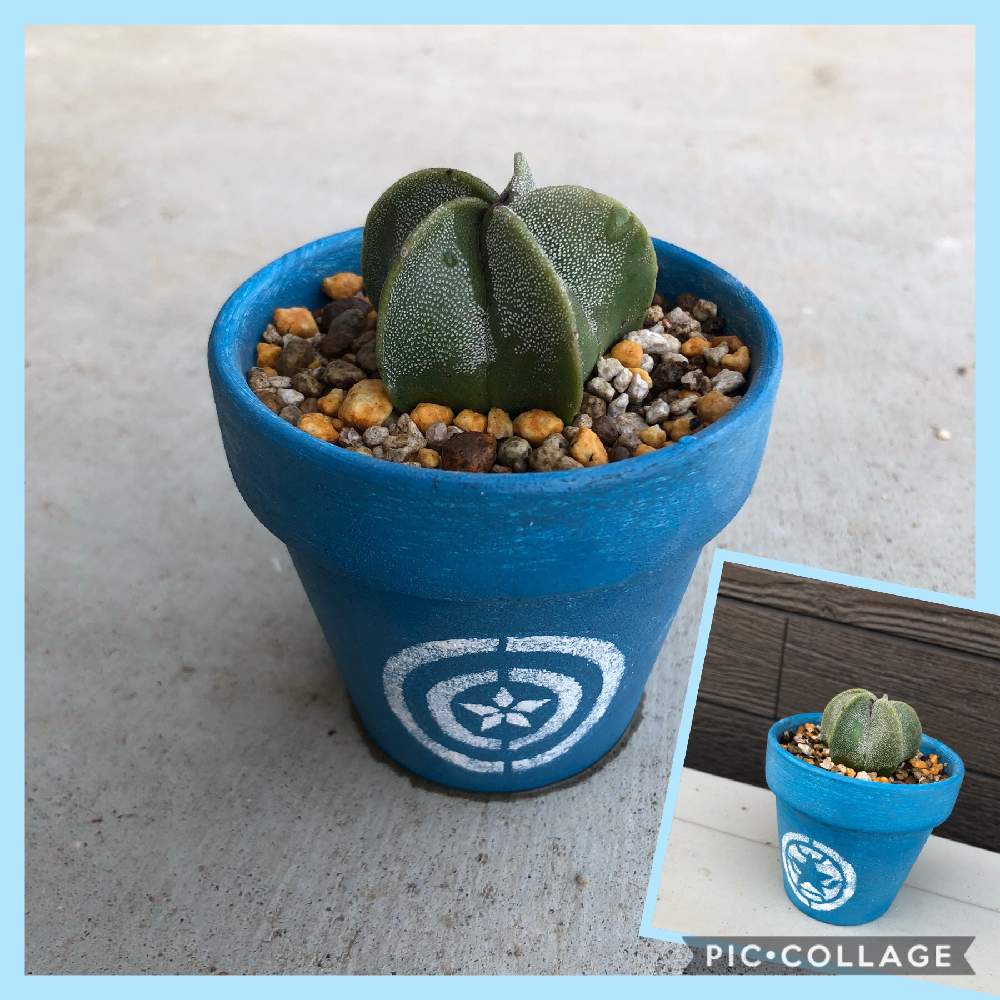 多肉植物の投稿画像 By すじこさん サボテン ランポー玉とアストロフィツム属とリメ鉢と サボテンと多肉女子とダイソー産とリメイク鉢 月3月26日 Greensnap グリーンスナップ