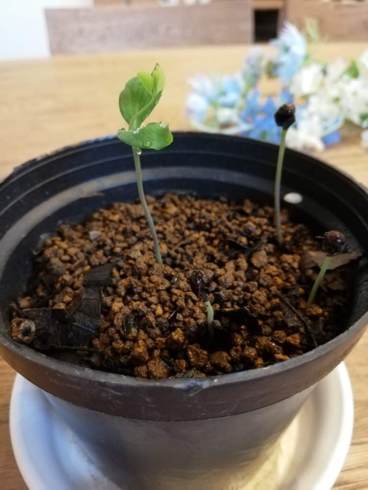 アケビの投稿画像 By もんちゃんさん アケビ 月3月26日 Greensnap グリーンスナップ