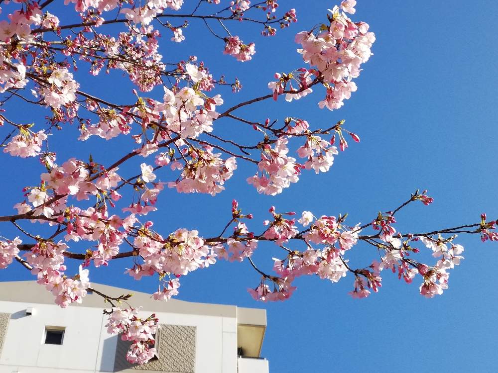 さくら サクラ 桜の投稿画像 By みにこさん 駅前と春のはなとはると桜フォトコン 月3月26日 Greensnap グリーンスナップ