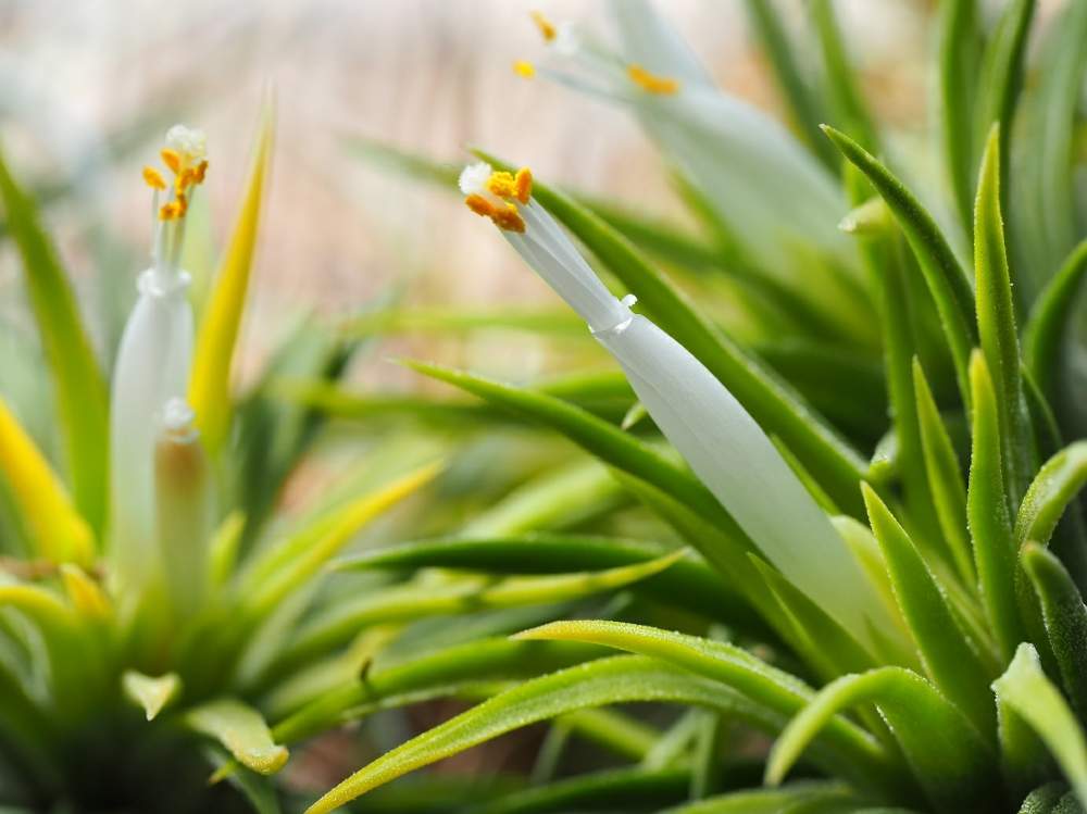 多肉植物の投稿画像 By 常葉植物園 ときわしょくぶつえんさん エアプランツ チランジアとボタニカルと観葉植物と植物のある暮らしとエアプランツ ティランジアとブロメリアとコーデックスとエアプラとボタニカルスポットと常葉植物園とチランジアコーナーと植物のある