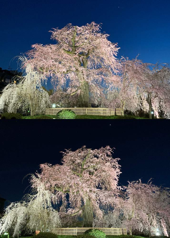 しだれ桜の投稿画像 By Hirorin さん 円山公園とそうだ京都 行こうと桜フォトコンとさくらさくら咲け咲けさくらと京都散策としだれ桃と京都市東山区と京都観光と日本庭園としだれ桜 と夜桜と祇園と京都と花のある暮らしとさくらと夜桜散策と夜桜見物と京都の桜