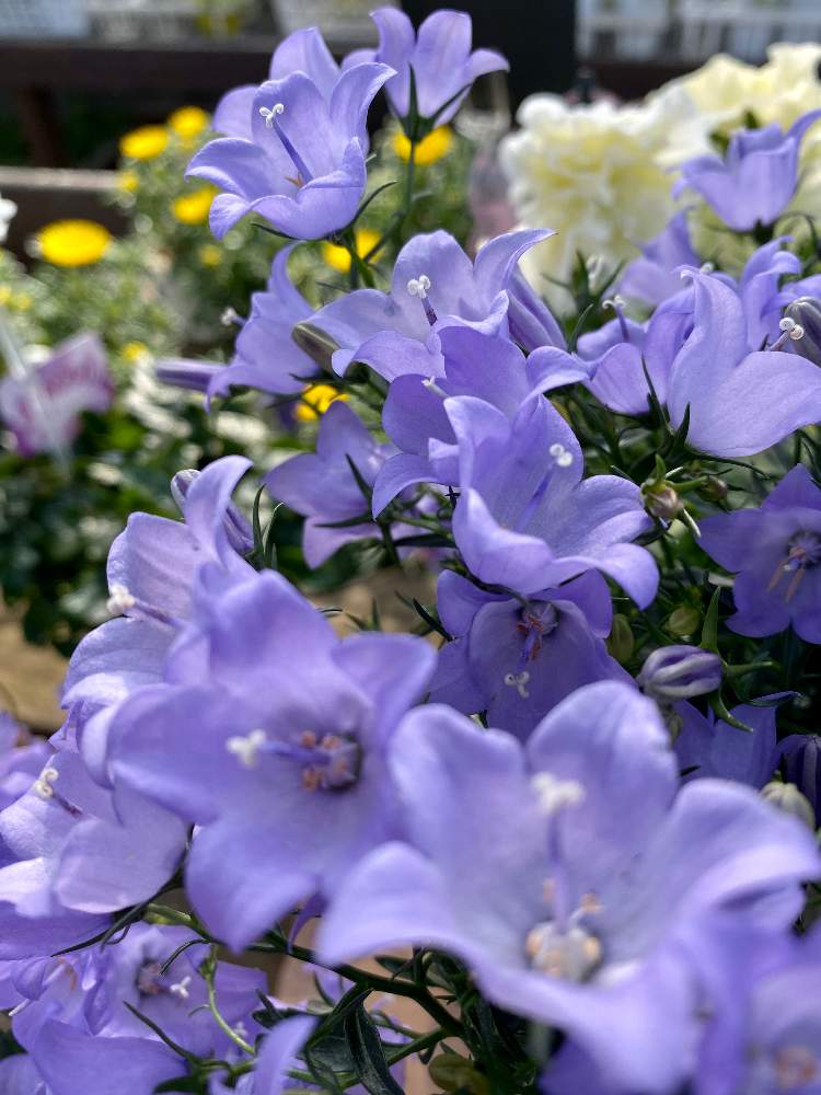 カンパニュラの投稿画像 By さいたまさん カンパニュラ メリーベルと一輪の魅力とカンパニュラ好き と碧い輝きと近所の園芸店とイキイキ と小さい花の癒し と皆様に心から感謝 と花のある暮らしと花びらの魅力 と紫色の花に弱い 月3月27日