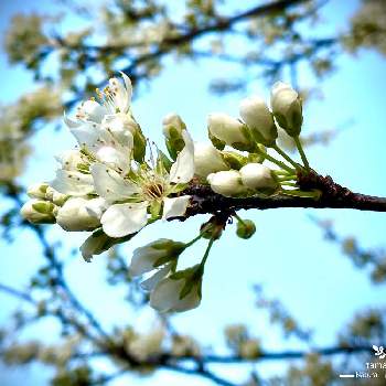 白桜 の投稿画像一覧 Greensnap グリーンスナップ