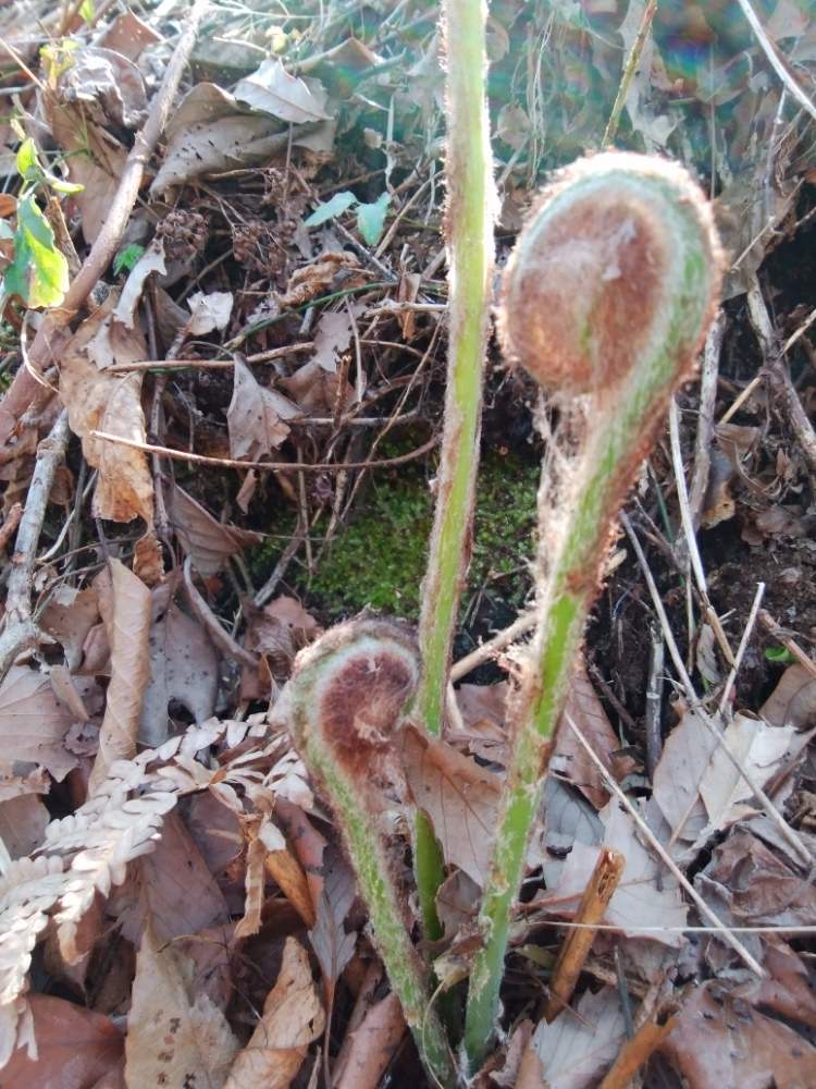 ゼンマイの投稿画像 By カコさん 強いと食べられると雑木林にとシダ植物とカタクリの里と花のある暮らし 月3月27日 Greensnap グリーンスナップ