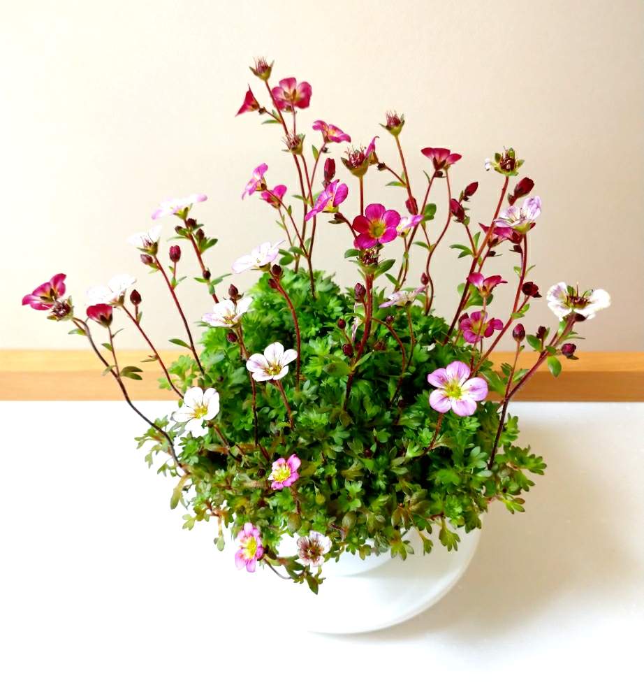 可愛いの投稿画像 By おかｐさん 雲間草 と赤 白 ピンクとクモマグサと小さな庭と可愛いと雲間草 と赤 白 ピンク 月3月27日 Greensnap グリーンスナップ Greensnap グリーンスナップ