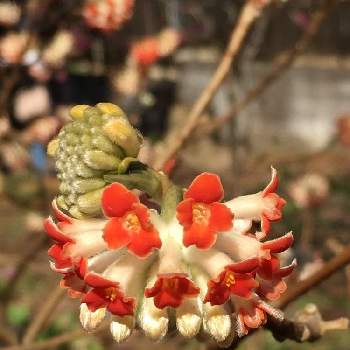 赤花ミツマタの画像 by こまくささん | お出かけ先と赤花ミツマタと春の訪れと里山散歩