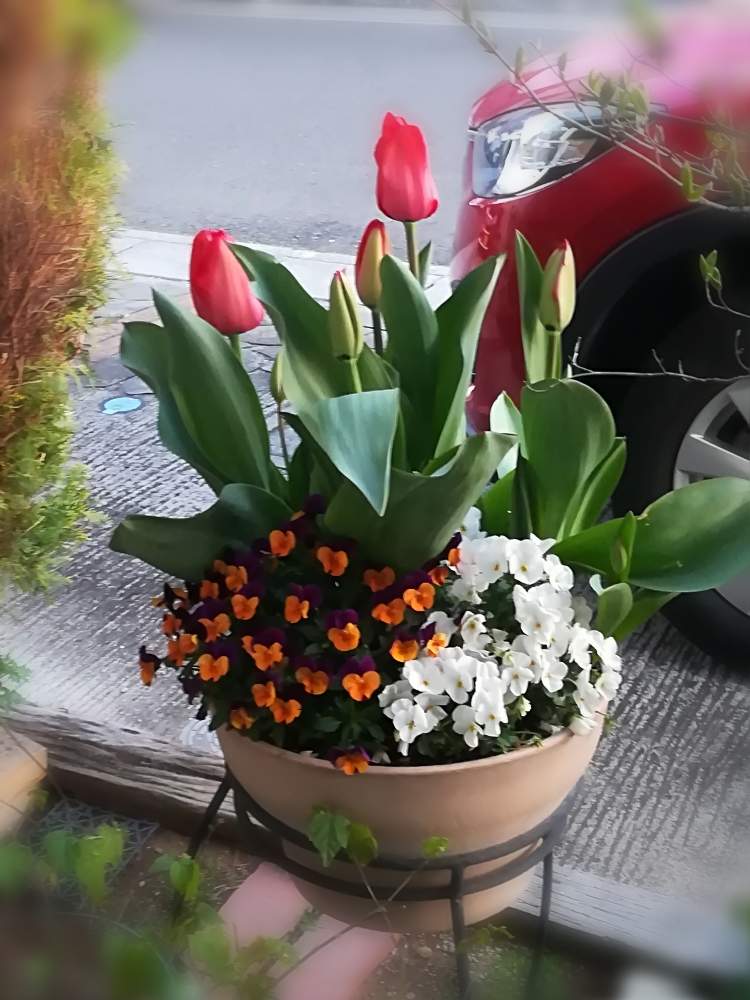 チューリップの投稿画像 By ひろひろ さん ビオラと今日のチューリップと金曜日と寄せ植えとコロナに負けるな と チューリップと花のある暮らしと チューリップフォトコン 月3月27日 Greensnap グリーンスナップ