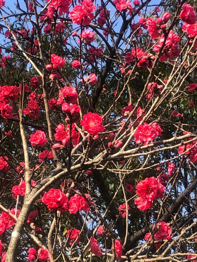 春の花木の投稿画像 By Couperin さん 赤い花と花のある暮らしと公園の花と春を告げる花 月3月27日 Greensnap グリーンスナップ