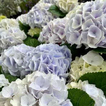 ハイドランジア  シルクサファイアの画像 by さいたまさん | お出かけ先とアジサイとハイドランジア  シルクサファイアと一輪の魅力と毎日、紫陽花と碧い輝きと紫陽花が大好き✨と近所の園芸店とイキイキ✨と白い花の輝き✨と休日の過ごし方と小さい花の癒し✨と皆様に心から感謝 ♥︎♡♥︎と花のある暮らしと花びらの魅力✨と葉っぱの魅力☘️と白い花好きと紫色の花に弱い。と店頭に並ぶ紫陽花シリーズ
