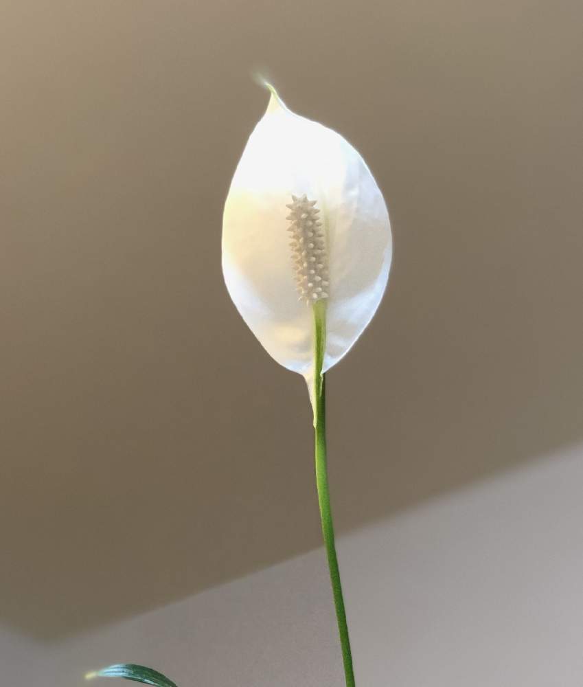 スパティフィラムの投稿画像 By みゅーさん 花のある暮らしと新生活を彩る観葉植物フォトコン 月3月27日 Greensnap グリーンスナップ