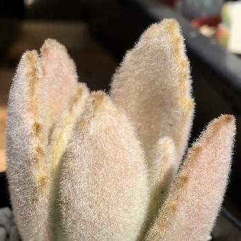 カランコエ白兎の投稿画像一覧 Greensnap グリーンスナップ