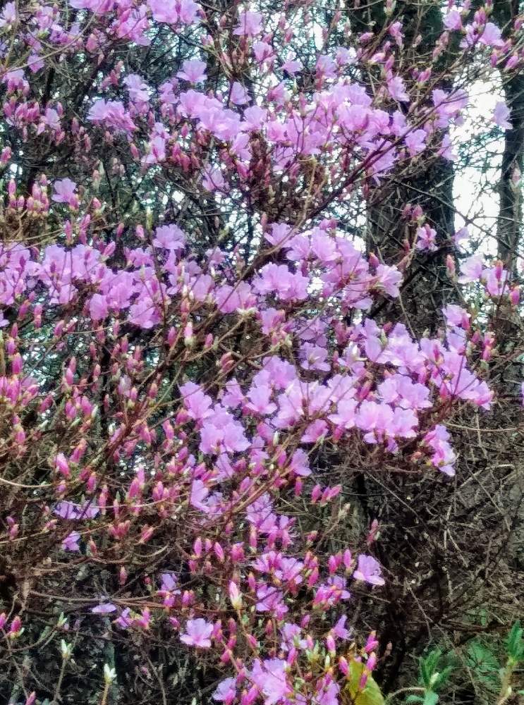 カラムラサキツツジの投稿画像 By つわぶきさん 花のある暮らしとツツジ とツツジの花 月3月27日 Greensnap グリーンスナップ