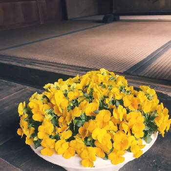 ビオラ ゴールデンイエローの投稿画像一覧 Greensnap グリーンスナップ