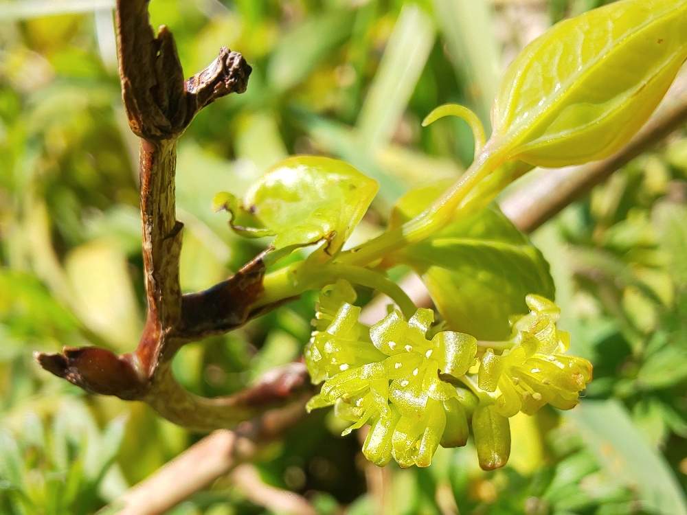 季節の花の投稿画像 By こてんこさん 花のある暮らしと山帰来 サンキライ 月3月27日 Greensnap グリーンスナップ