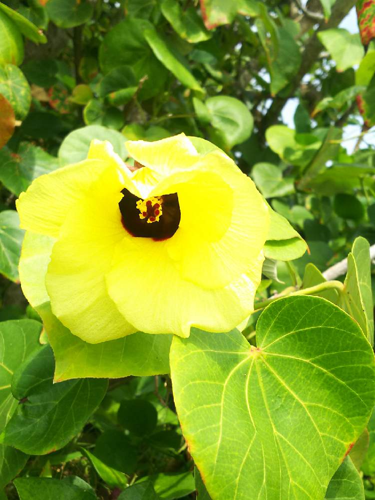 オオハマボウの投稿画像 By 泉さん 野草と沖縄 月3月27日 Greensnap グリーンスナップ