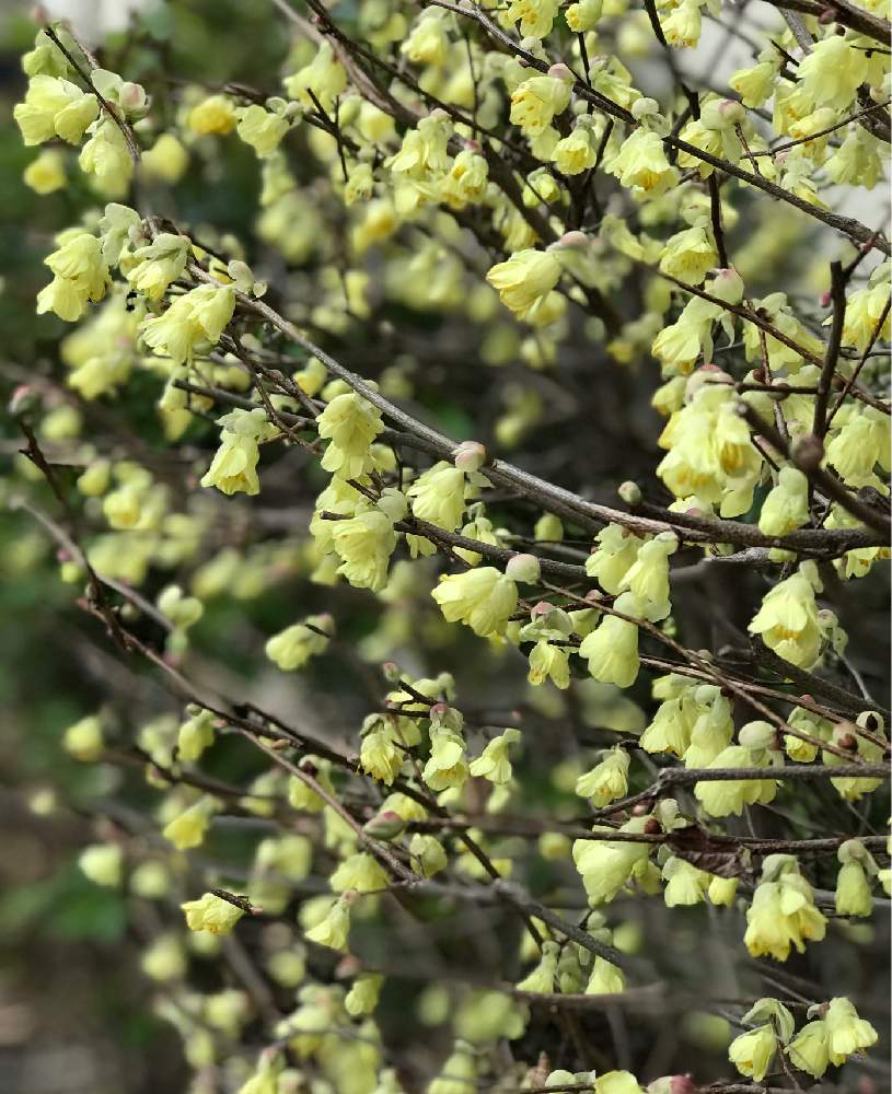 日向水木 ひゅうがみずき の投稿画像 By かよちゃんさん ボチボチ頑張ろと御縁と地味にカワイイと想い出と繋がりと春の喜びと花のある暮らしといつまでも大切に 月3月27日 Greensnap グリーンスナップ