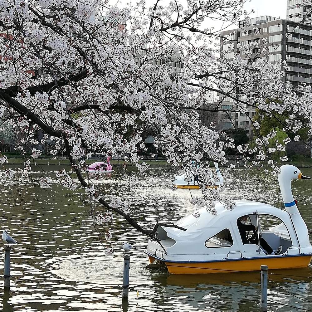 上野恩賜公園の桜 Greensnap グリーンスナップ